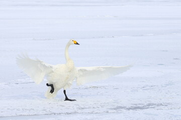whooper swan