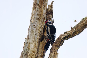 Woodpecker pecking at a dead tree looking for food, woodpecker looking for food, great spotted woodpecker pecking at the bark flying around, dendrocopos major from the side