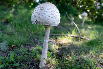 Close-up of Variegated umbrella mushroom (Macrolepiota procera)