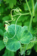 Obraz premium Pumpkin tendrils on green background
