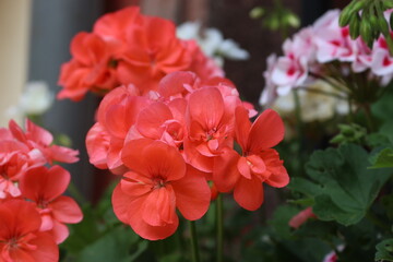 Obraz premium flores