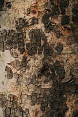 Detailed Close-Up of Tree Bark Textures and Patterns in Nature