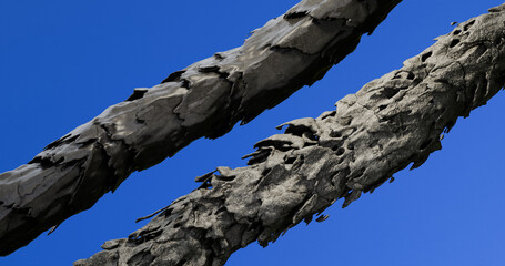 3D illustration of the difference between healthy and damaged hair.  microscopic changes in the scales of black hair.