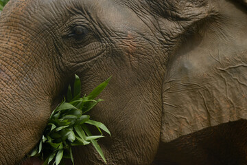 Naklejka premium Asian elephant in its natural environment