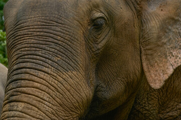 Asian elephant in its natural environment