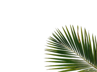Obraz premium Elegant Green Palm Leaf Isolated on a White Background Isolated on a white background