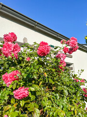 Gallic rose