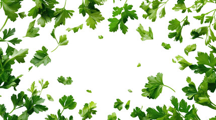 Fresh parsley leaves scattered on transparency background create vibrant and lively atmosphere, perfect for culinary presentations or food related designs