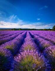 Obraz premium Vibrant lavender field stretches endlessly under deep blue summer sky. Breathtaking & serene landscape. Ideal for summer themes & calming backgrounds.