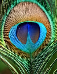 Obraz premium Vibrant macro peacock feather: colorful, sharp details, bright blue hues. Exotic & detailed. Ideal for vibrant backgrounds & nature designs.