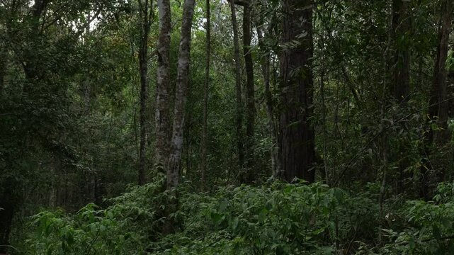 Real footage closeup of plants and leaves with natural wind blow in the middle of forest in a peaceful atmosphere