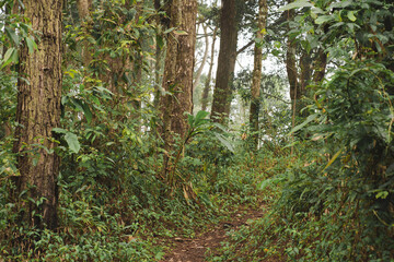 travel and people activity concept with hiking in tropical forest on mountain