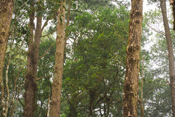 travel and people activity concept with hiking in tropical forest on mountain