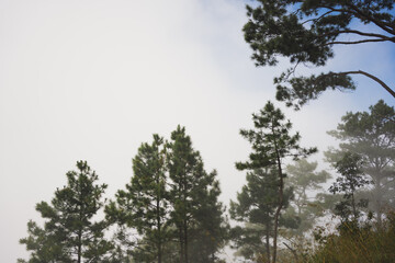 travel and people activity concept with tree and haze in tropical forest on mountain