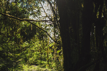 Obraz premium travel and people activity concept with hiking in tropical forest on mountain
