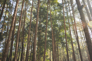 travel and people activity concept with hiking in tropical forest with pine tree on mountain