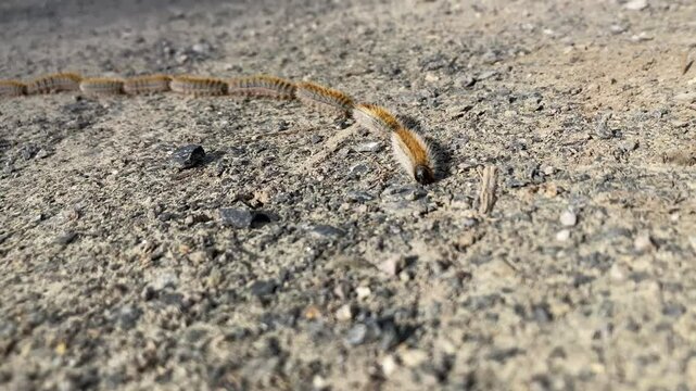 Row of pine processionary caterpillars (Thaumetopoea pityocampa) walking on the ground