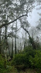 The very dense green trees are covered in a thin mist which makes it look cool and pleasant