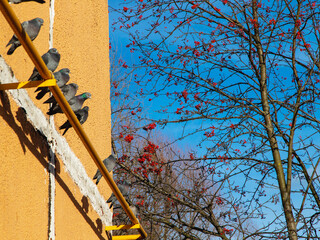 Birds are sitting on the chimney of a building against a background of mountain ash