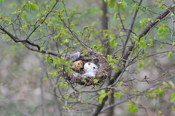Wild bird's nest with eggs on tree branch in spring forest. Bird's wildlife in spring concept. Free copy space.