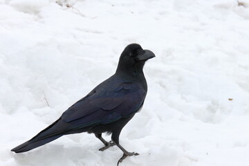 raven
