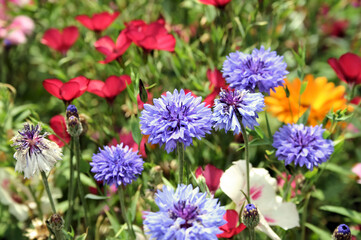 Fototapeta premium Blumenwiese mit KI bearbeitet