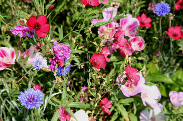 Fototapeta premium Blumenwiese mit KI bearbeitet
