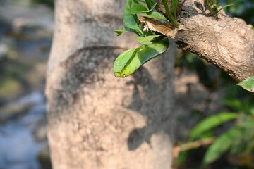 Green Caterpillars. worm caterpillars on plant. Due to its green colour it can be easily hidden in the leaves. Its favorite food is green leaves. Plant eater Insects. 