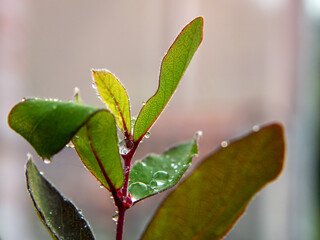 raindrops on a green plant