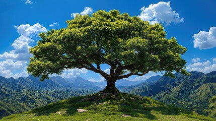Obraz premium Majestic tree atop hill, mountain backdrop, sunny day, nature peace