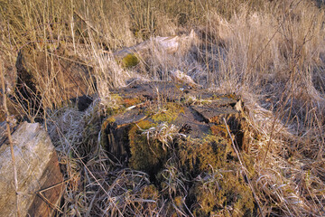 Nature, tree stump and grass with environment, landscape and growth with ecology, wallpaper and forest. Empty, woods and outdoor with bark, countryside and ecosystem with plants and field