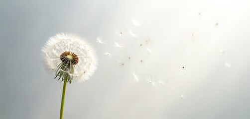 Dandelion with flying seeds on white background. Flower hope, comfort. Represents condolence card, grief, loss, funerals, support, remembrance, solace. Single dandelion evokes sympathy, healing,