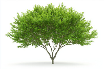Green tree isolated on a white background.