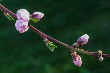 Branch of a nectarine tree in the period of spring flowering.