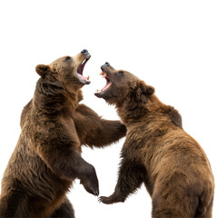 Obraz premium grizzly brown bears roaring Isolated Trasnparent Background, Png Isolated, Trasnparent Background