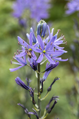 Camassia leichtlinii Caerulea flower in a garden