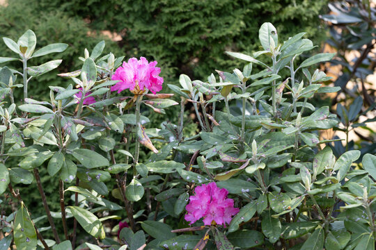 Rhododendron, azalea. Leaves with symptoms of fungal disease.