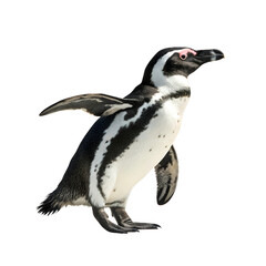 Obraz premium Full-body portrait of a penguin standing Isolated Trasnparent Background, Png Isolated, Trasnparent Background