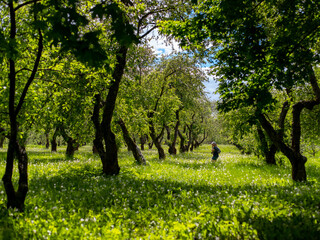 A man walks through an orchard of apple trees