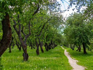 an apple orchard and a path through it