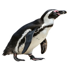 Obraz premium Full-body portrait of a penguin standing Isolated Trasnparent Background, Png Isolated, Trasnparent Background