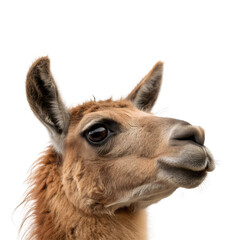 Close up of a llama face shot Isolated Trasnparent Background, Png Isolated, Trasnparent Background

