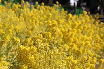 Obraz premium Canola Flower Field in the Park on a Sunny Day, 晴れの日の公園の菜の花畑