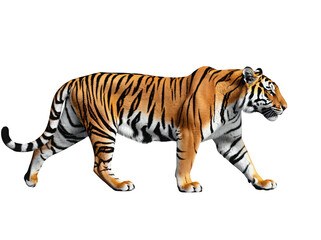 Obraz premium Majestic Tiger Walking Gracefully Through Its Natural Habitat Isolated on a white background