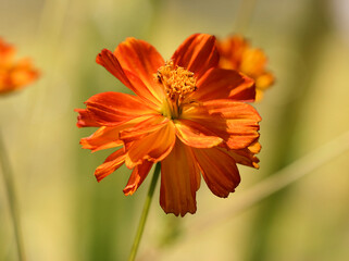 Schmuckk&ouml;rbchen mit KI bearbeitet