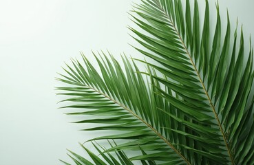Obraz premium Rich green palm leaves frame soft white background. Perfect for tropical themed designs, posters, print, banners. Botanical foliage adds fresh summer vibe, clean organic exotic natural beauty.