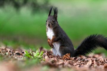 Ecureuil roux dressé sur ses pattes arrières sur le sol
