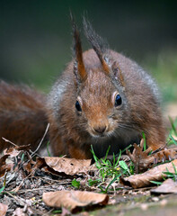 Ecureuil roux sur le sol