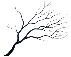 Obraz premium Isolated tree bare branches silhouette against white