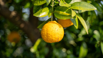 Hallabong, Jeju Island's coveted Hallabong 